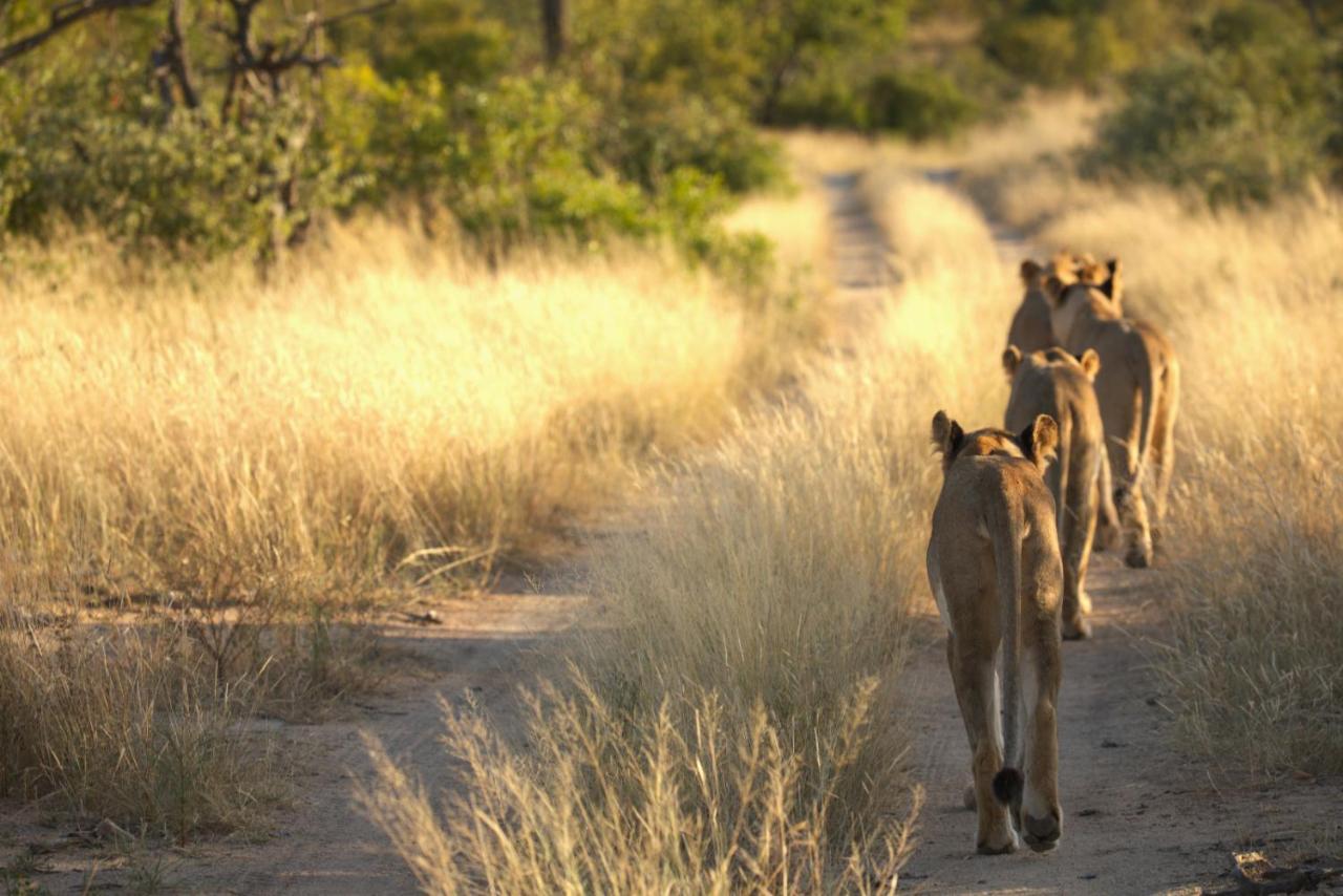 Imagine Africa Luxury Tented Camp Balule Game Reserve Zewnętrze zdjęcie