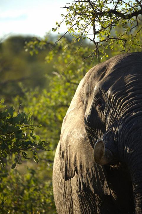 Imagine Africa Luxury Tented Camp Balule Game Reserve Zewnętrze zdjęcie
