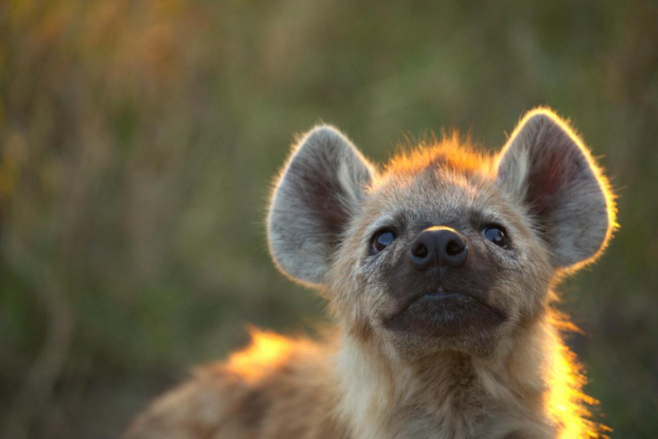 Imagine Africa Luxury Tented Camp Balule Game Reserve Zewnętrze zdjęcie