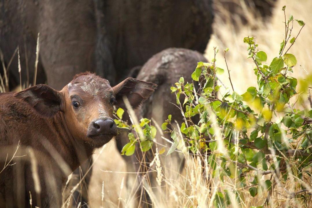 Imagine Africa Luxury Tented Camp Balule Game Reserve Zewnętrze zdjęcie